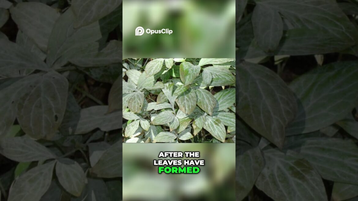 Kill Powdery Mildew Gardener’s Secret Weapon for Healthy Plants! Kill Powdery Mildew Gardener's Secret Weapon for Healthy Plants!