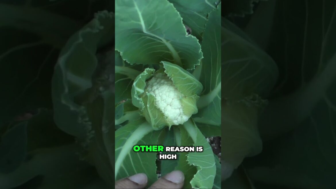 California Gardening: Why Is Your Cauliflower Buttoning? 🌱 Common Causes & Fixes Explained! Why Is Your Cauliflower Buttoning? 🌱 Common Causes & Fixes Explained!