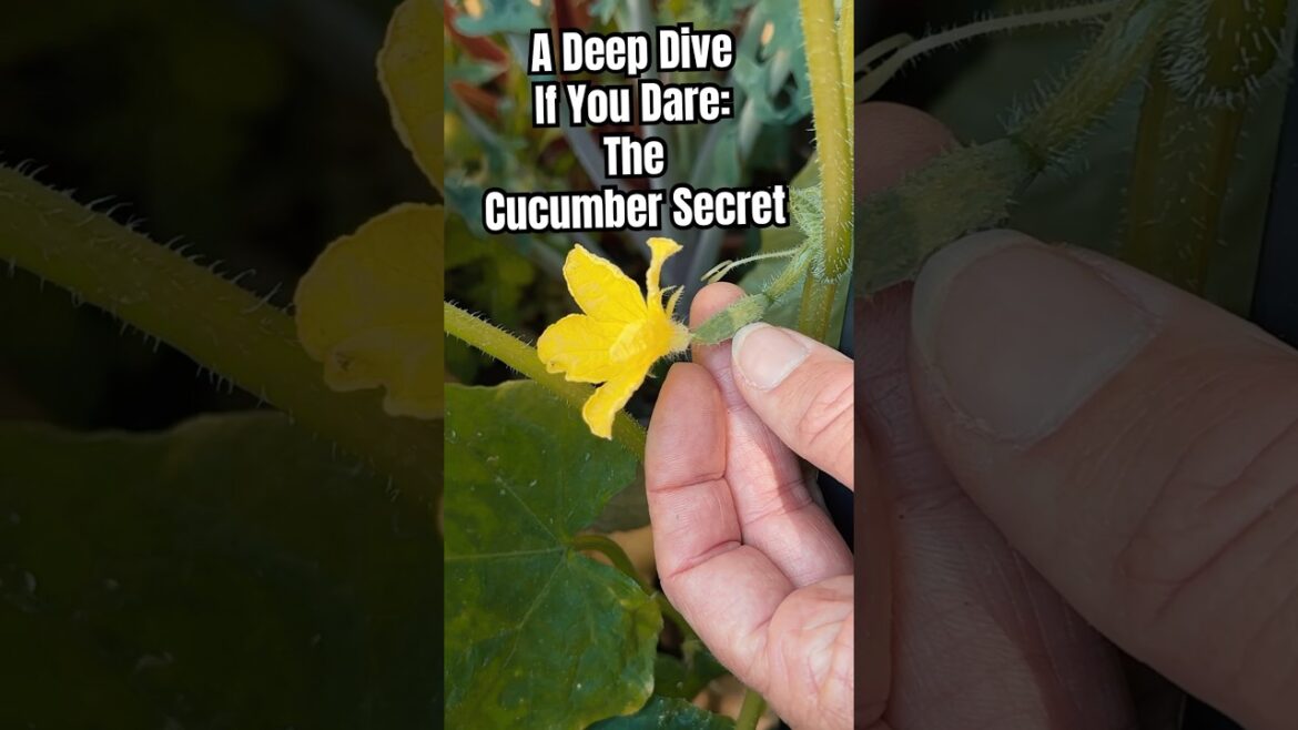 Grow TONS of Cucumbers-Fail Proof