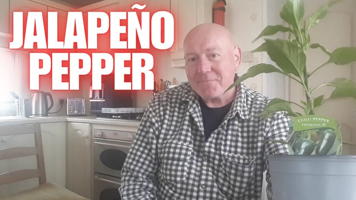 Growing chilli peppers in containers [Container Gardening ]