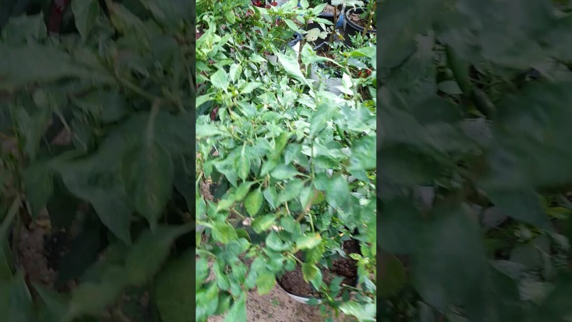 vegetable garden, flower plants, fruit plants, beautiful nature t3s vegetable garden, flower plants, fruit plants, beautiful nature t3s