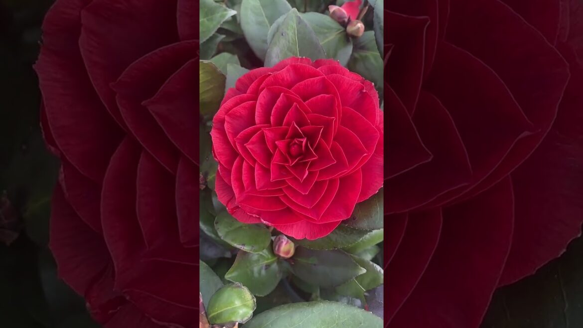 Japanese garden ideas with beauty & inspiration #japanesegarden