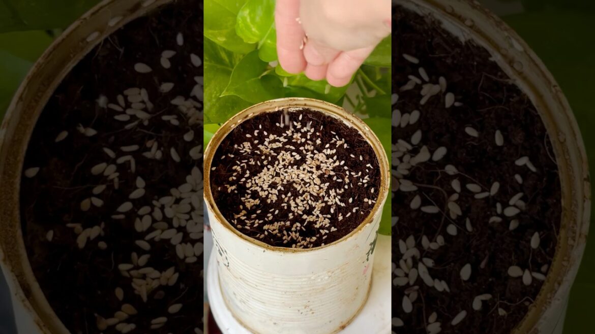 Sesame Seed Germination || #shorts #plants #germination #garden #yt #gardening #new #trending #seeds