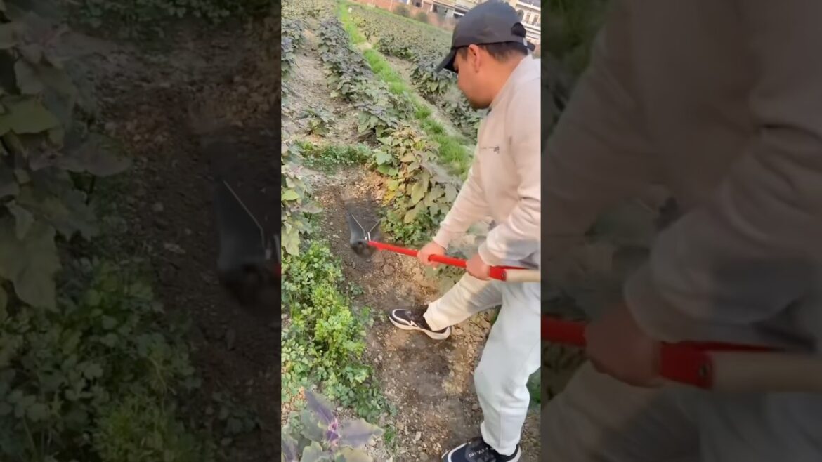 Fieldstar agriculture toolsЁЯФе #gardeningtools #agriculture #shorts Fieldstar agriculture toolsЁЯФе #gardeningtools #agriculture #shorts