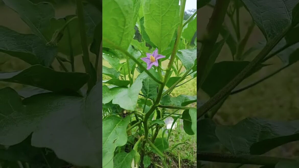 #Three-Rural Issues #Farmer Program #Eggplant Cultivation #supporting Three-Rural Issues #gardening