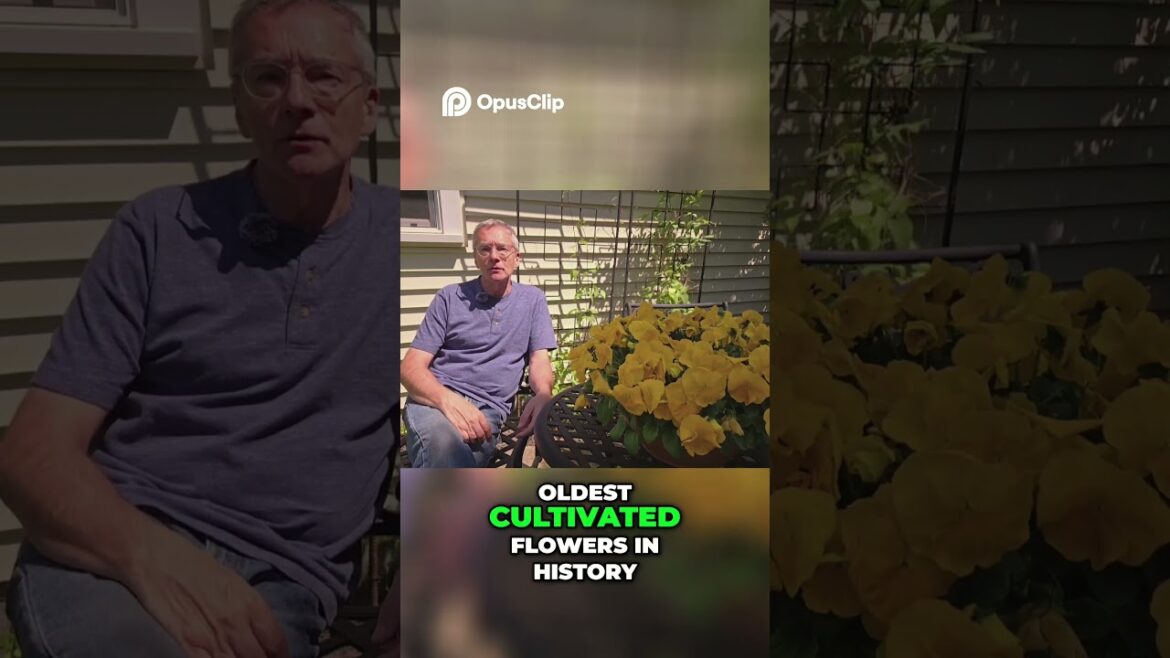 Pansies  Love Potions, History, and Why Gardeners Adore Them!