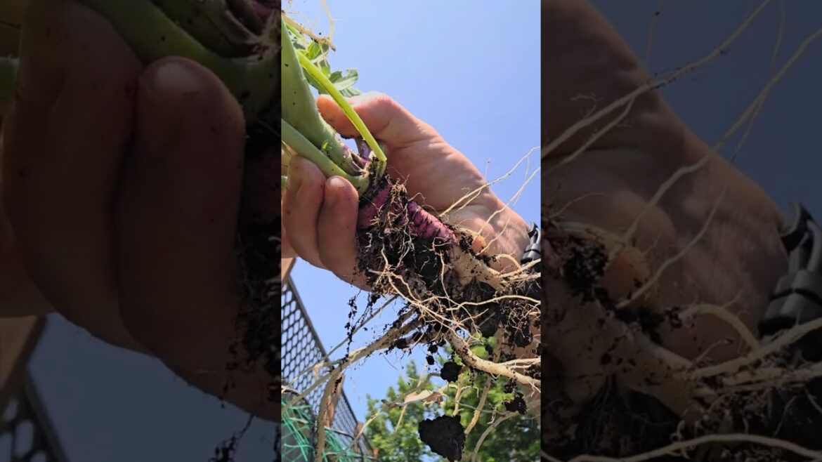 Foraging Wild Radish. Is Wild Radish Edible? Oil Radish #foraging #forage #garden #gardening #pnw