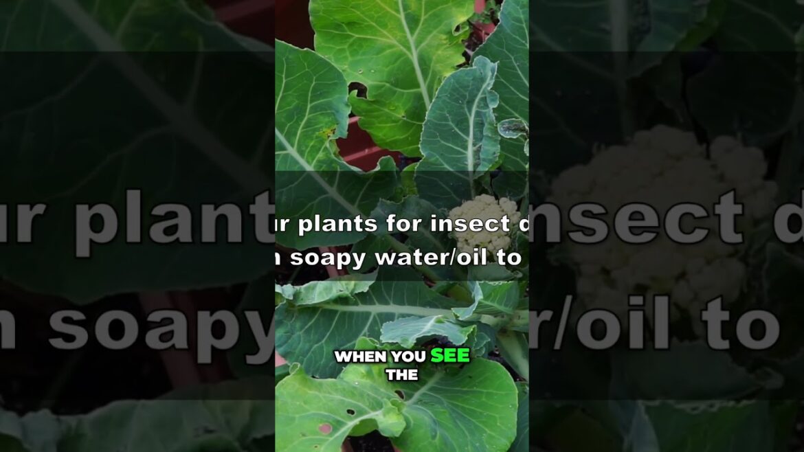 How to Control Aphids in Your Garden Naturally 🐛🌱 #GardeningTips