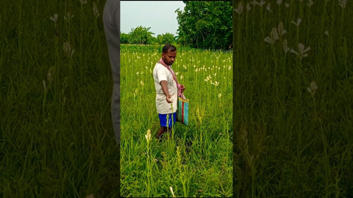 Morning Tuberose Harvest (रजनीगंधा फूल)🌼✨ So Fresh! #shorts Morning Tuberose Harvest (रजनीगंधा फूल)🌼✨ So Fresh! #shorts