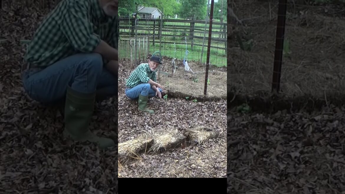 Garden plans gone wrong