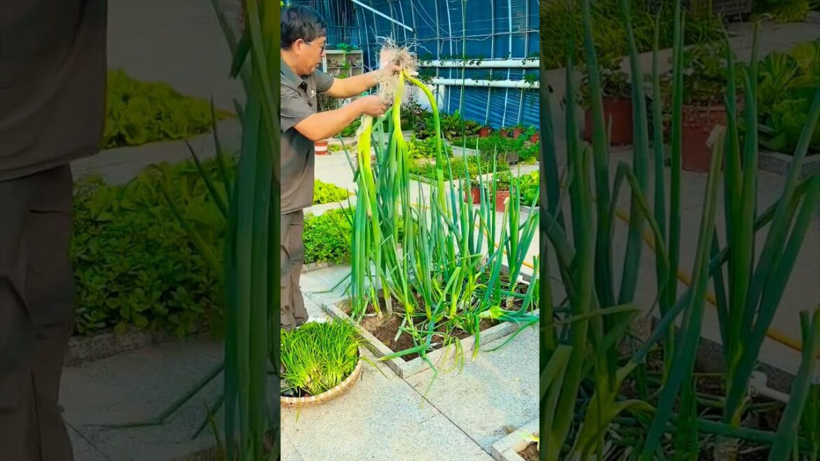 I picked up a bowl full of vegetables 🍆#shots #youtubeshorts