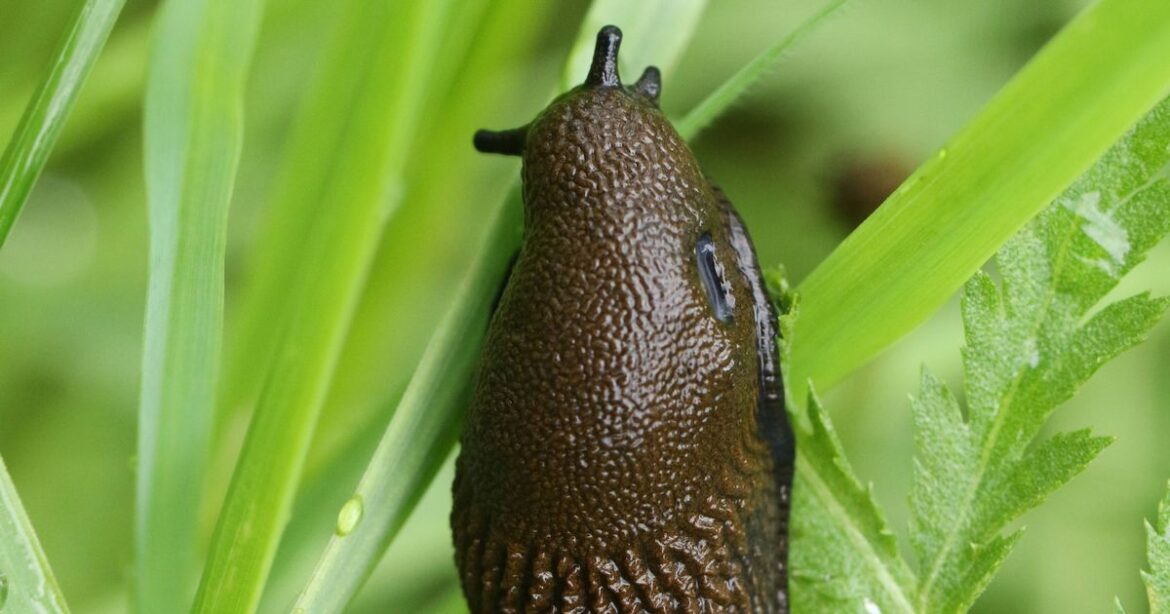 Gardeners told to leave one fruit on the ground to stop slugs destroying plants Ipso logo