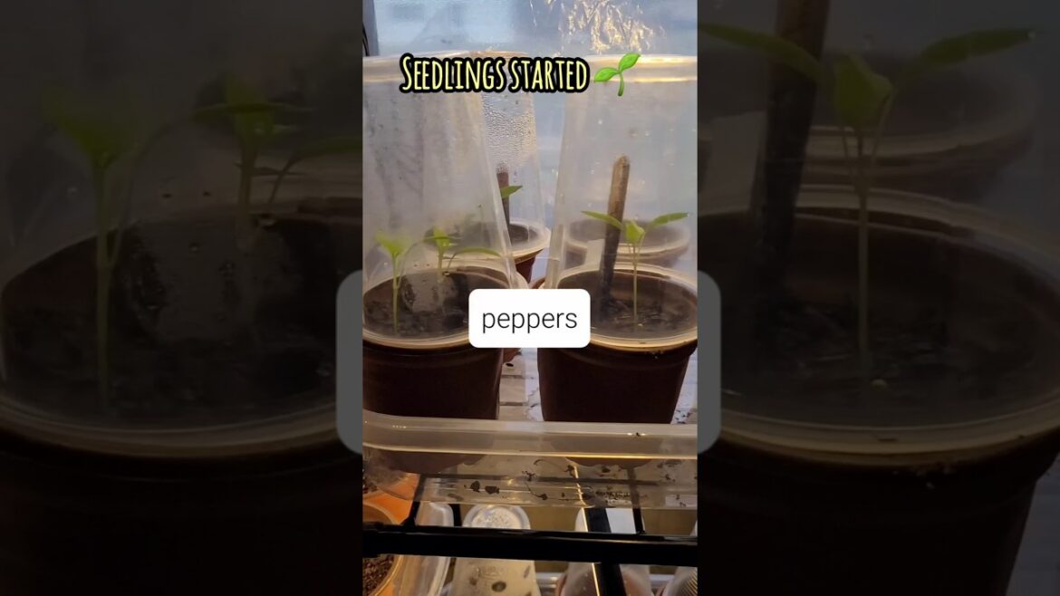 Tractor Supply Garden Haul ! seedlings update ! #garden2025