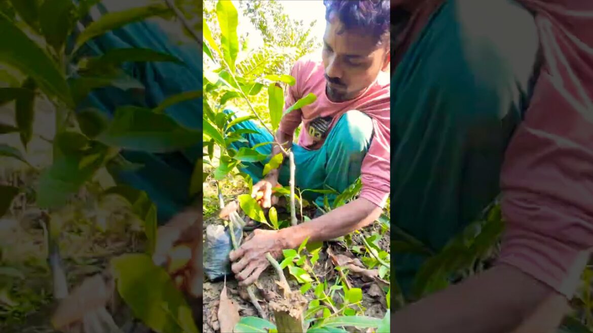 Grafted Mango Plant Ready: Cutting from Mother Tree Begins #shorts