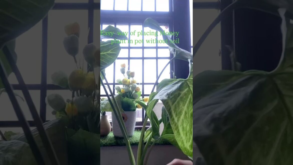 Garden hacks #plants #gardening #viralvideo #viralshorts Garden hacks #plants #gardening #viralvideo #viralshorts