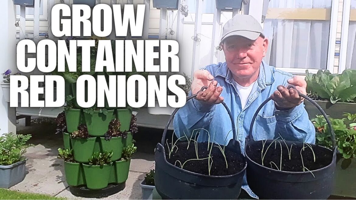 Growing container red onions from seedlings [Container Gardening ]