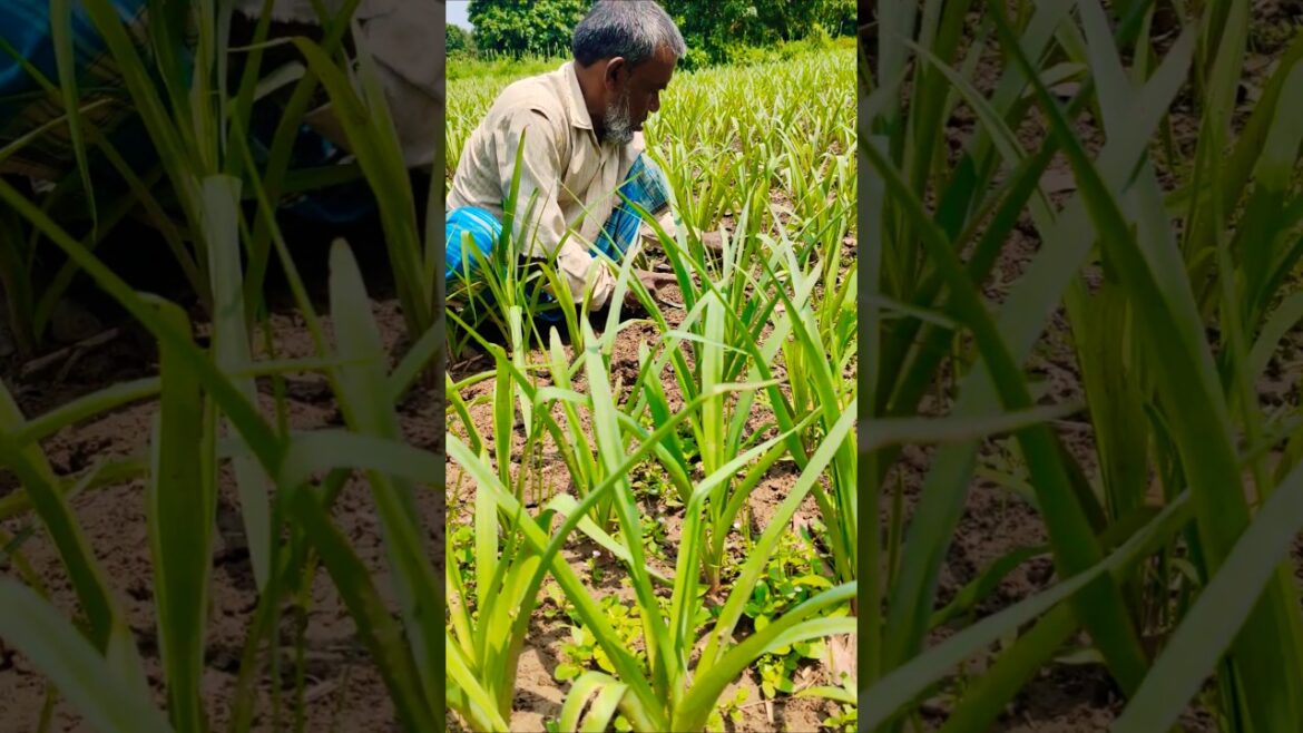 Weeding for White Blooms: Tuberose (রজনীগন্ধা) Field Care Begins #shorts
