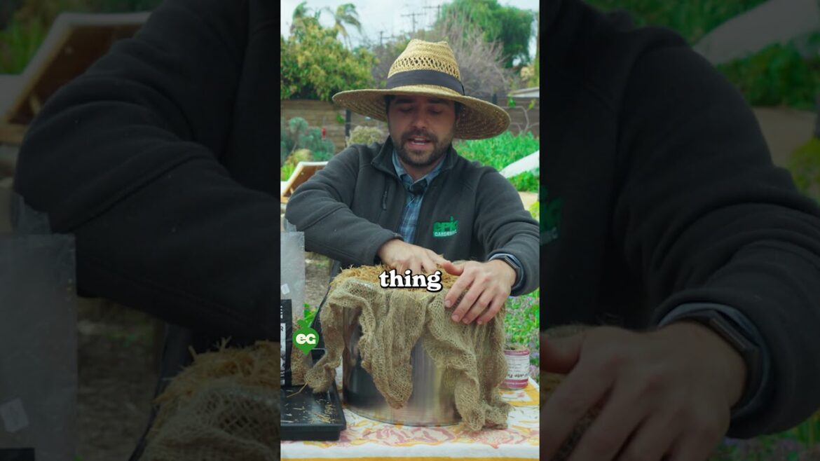 We grew mushrooms in buckets 🍄‍🟫🪣