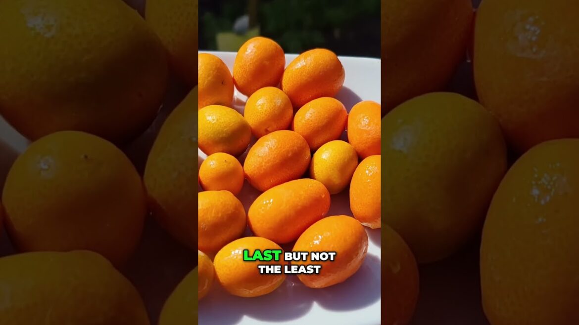 California Gardening: Grow Meyer Lemons at Home π | The Secret to the BEST Lemonade! Grow Meyer Lemons at Home π | The Secret to the BEST Lemonade!