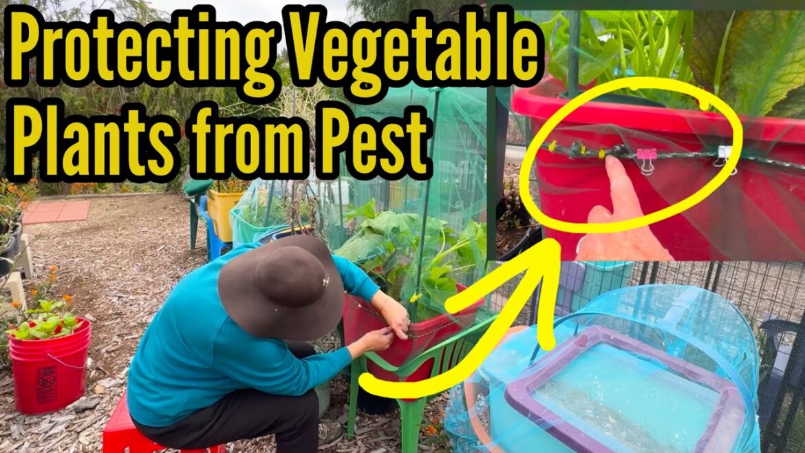 CHEAP Life SAVER Helps Me GROW Tons of Vegetables Plants & Seeds in the Garden-Container Gardening