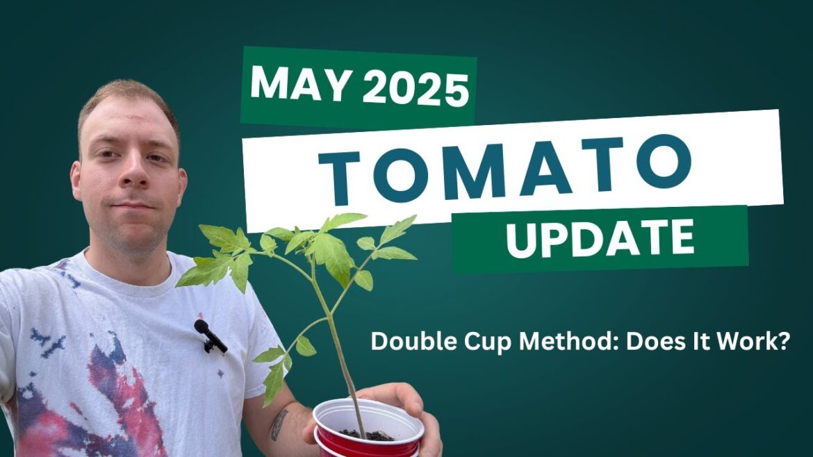 Catching Up: Tomatoes, Solo Cups, and Garden Plans