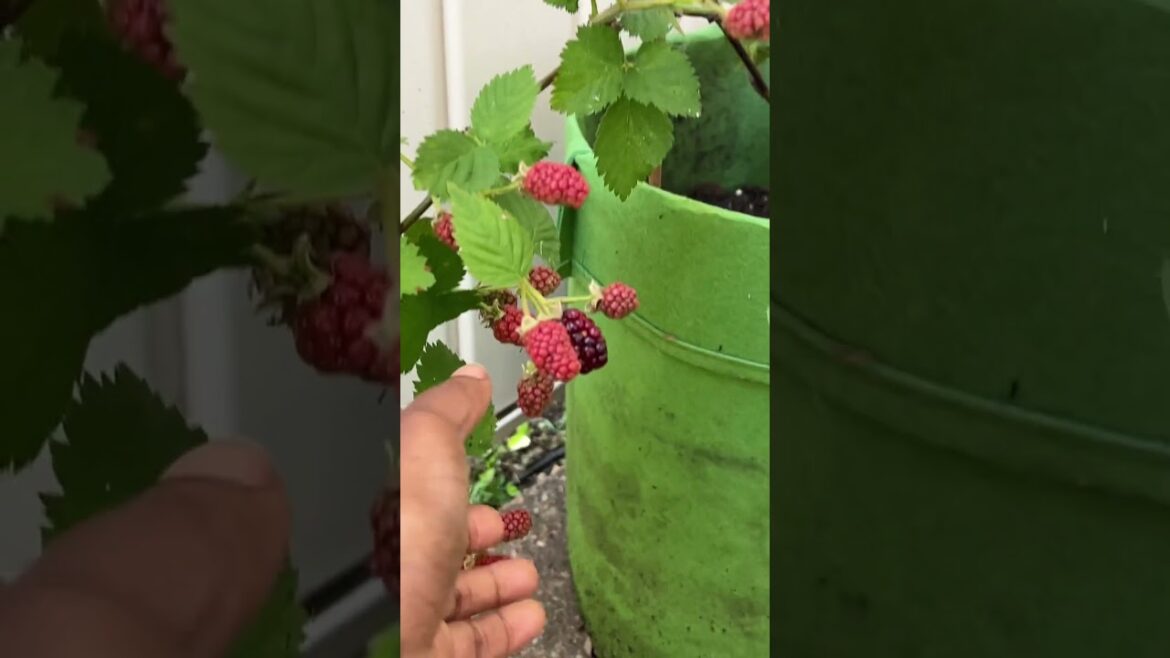 Growing Blackberries in Pots: My Progress So Far #containergardening #patiogarden #ediblegardening