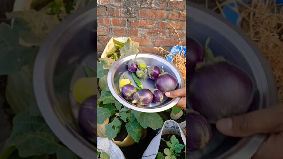 Began Harvesting #terracegarden #began #harvest #garden #vegetables #shorts @OrganicGardening1918 Began Harvesting #terracegarden #began #harvest #garden #vegetables #shorts @OrganicGardening1918