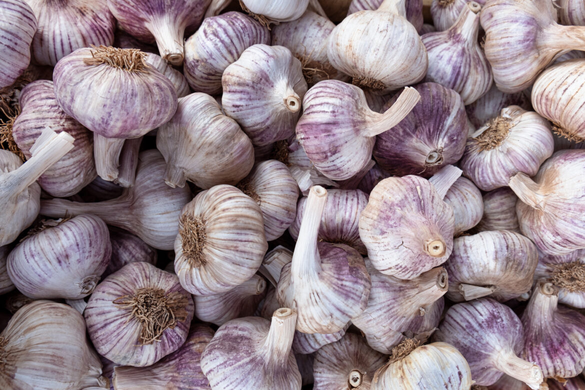 Ask a Master Gardener: How — and when — to harvest your garlic