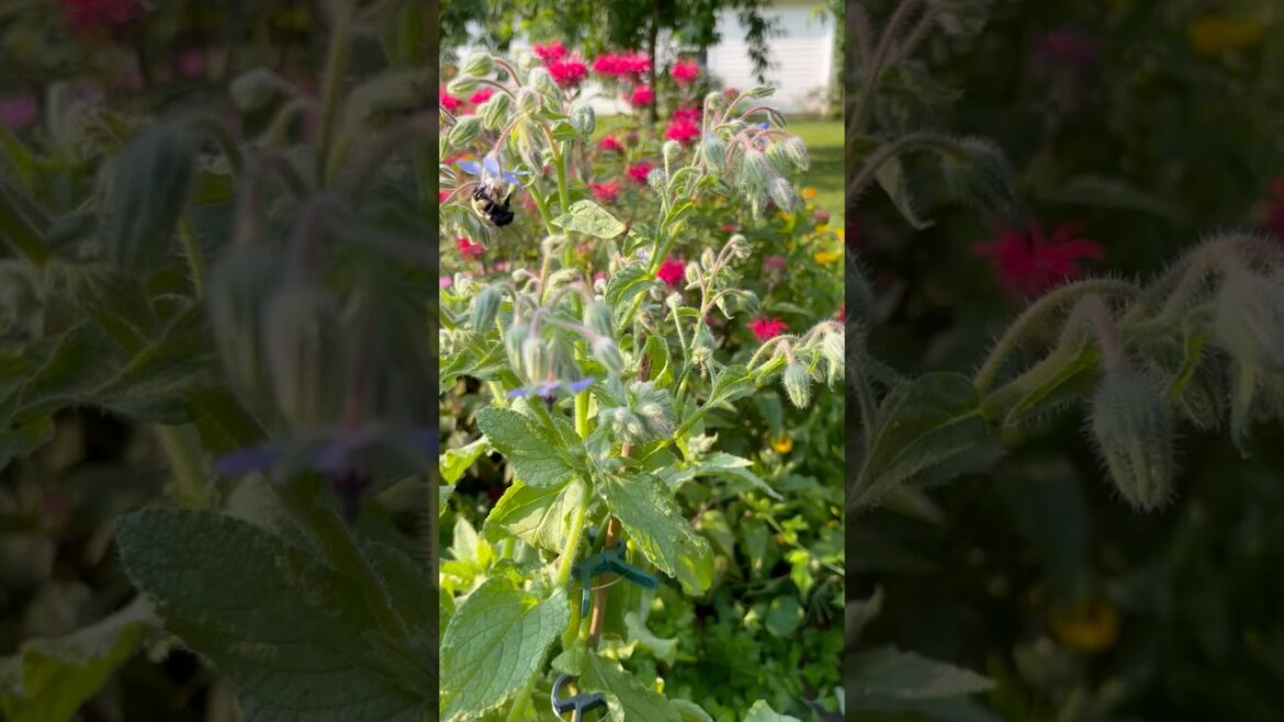 Plant THIS Flower And Your Garden Will Be swarming With Bees (and yes—you can eat it too!) 🌸🐝