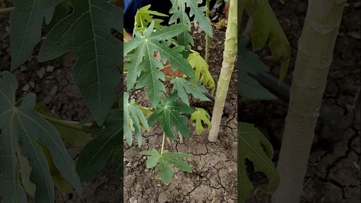 I am weeding the papaya plant #nature #farming #papayaplant #shorts
