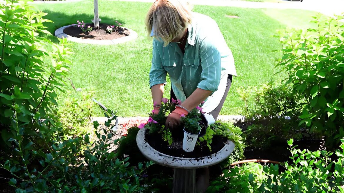 SUMMER GARDEN REFRESH| EASY GARDENING FOR A BEAUTIFUL FRONT YARD๐ธ๐ณ๐ป SUMMER GARDEN REFRESH| EASY GARDENING FOR A BEAUTIFUL FRONT YARD๐ธ๐ณ๐ป