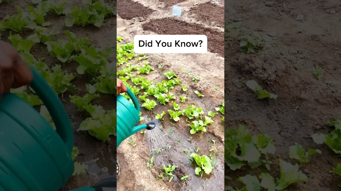 Plants Need A Constant Supply Of Water #lettuce #farms #garden #viralshorts #youtubeshorts #ytshorts