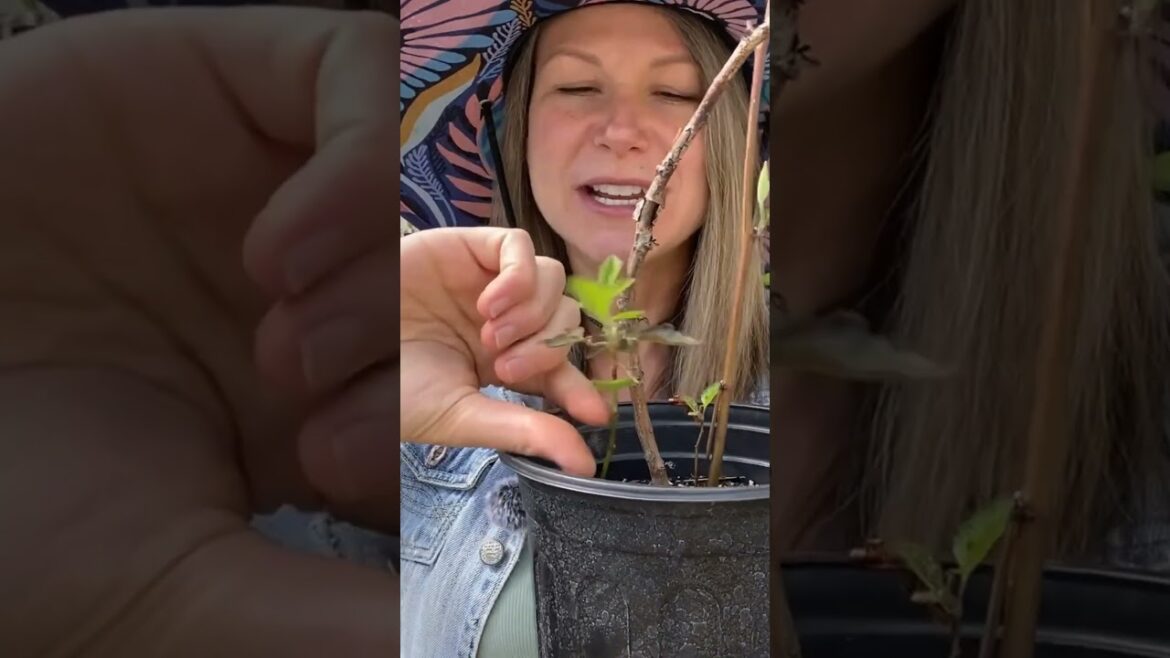 Blackberry Pruning 101 - A Crash Course for Maximum Fruit Production! #gardeningtips #ediblegarden