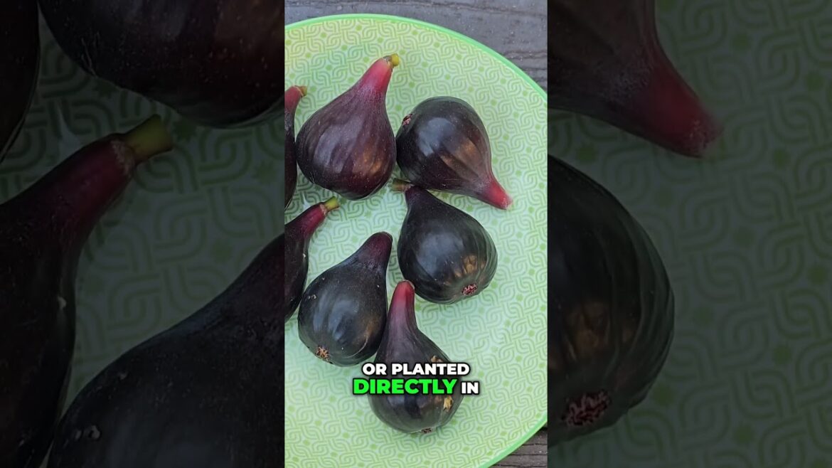 How to Grow the Best Fig Variety – Mission Fig! 🍇 Sweet, Juicy & Easy!