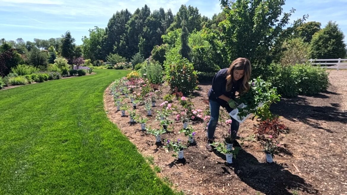 Planting Annuals, Dahlias & Grass Seed + Strawberry Raised Bed Update! 🌸🌾🍓 // Garden Answer