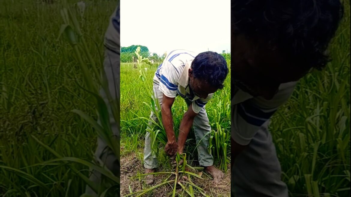 Tuberose (Rajnigandha) Propagation Starts Here – Bulb Collection! 🌱 #shorts