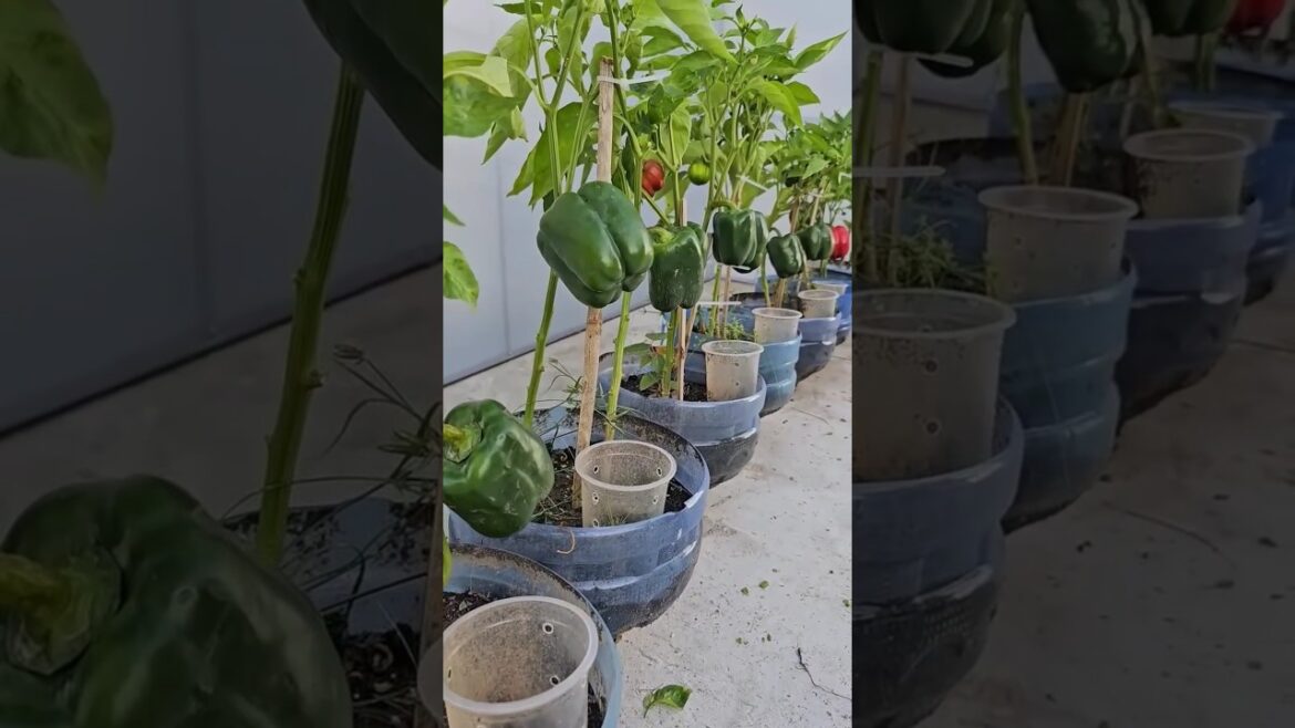 Episode 187 How to grow vegetables easily , How to grow Planting chili peppers in Pure water bott