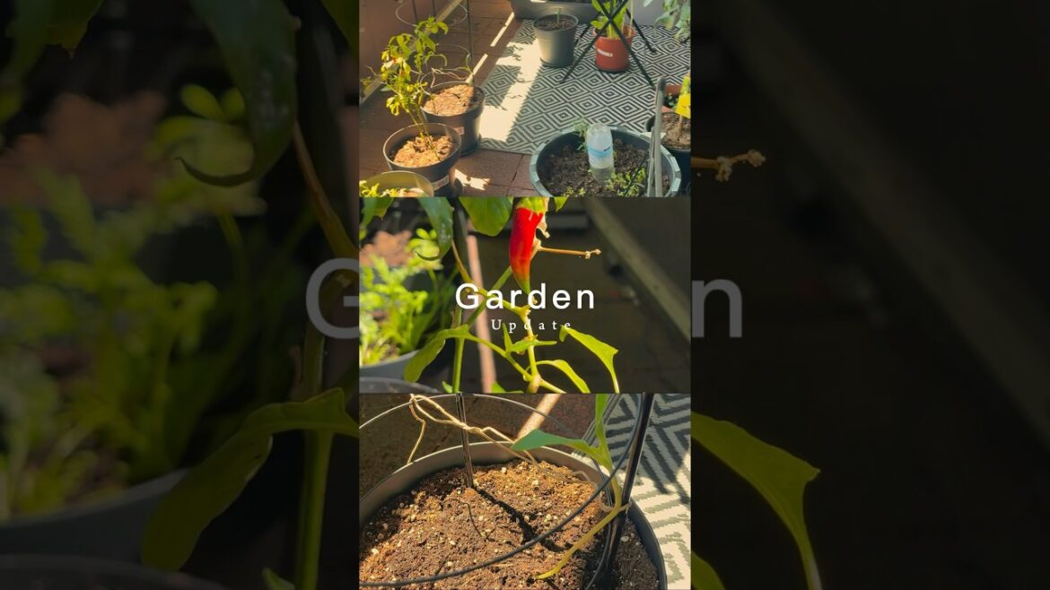 End May Balcony Garden quick Update #balconygarden #containergarden End May Balcony Garden quick Update #balconygarden #containergarden