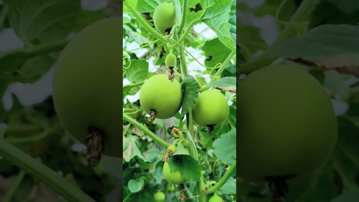 Autumn is a harvest season. Just look at all these fruits and vegetables,#farming #agrifuture #viral