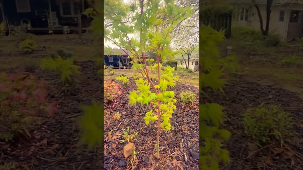 Garden Showcase – Coral Bark Japanese Maple #garden #gardening #landscape #nature #ozarks #plants Garden Showcase - Coral Bark Japanese Maple #garden #gardening #landscape #nature #ozarks #plants