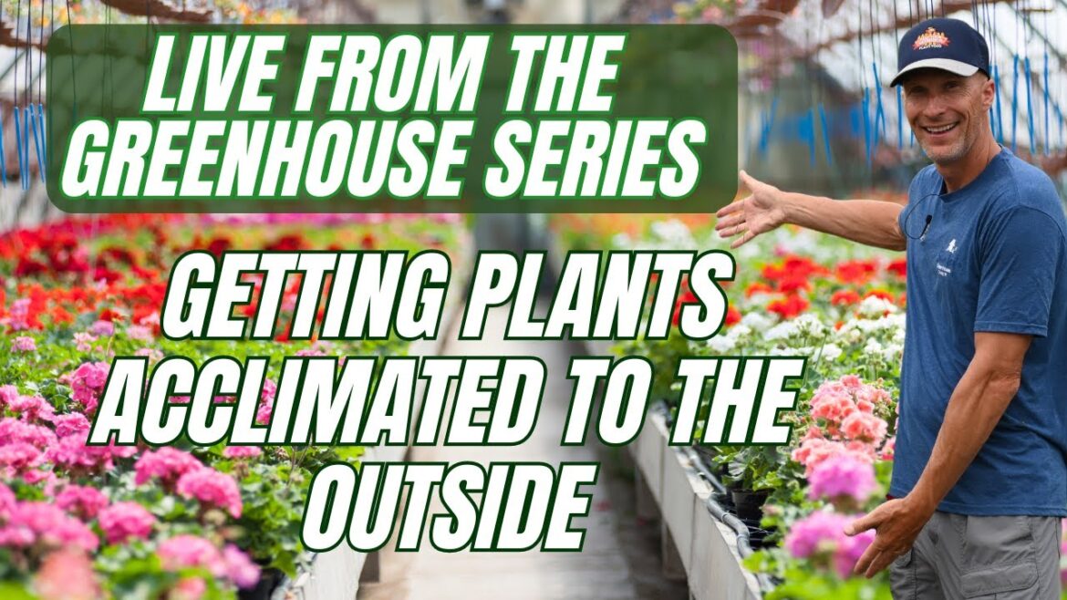 Getting Plants Acclimated to Outside – Live from the Greenhouse 3/21 Getting Plants Acclimated to Outside - Live from the Greenhouse 3/21