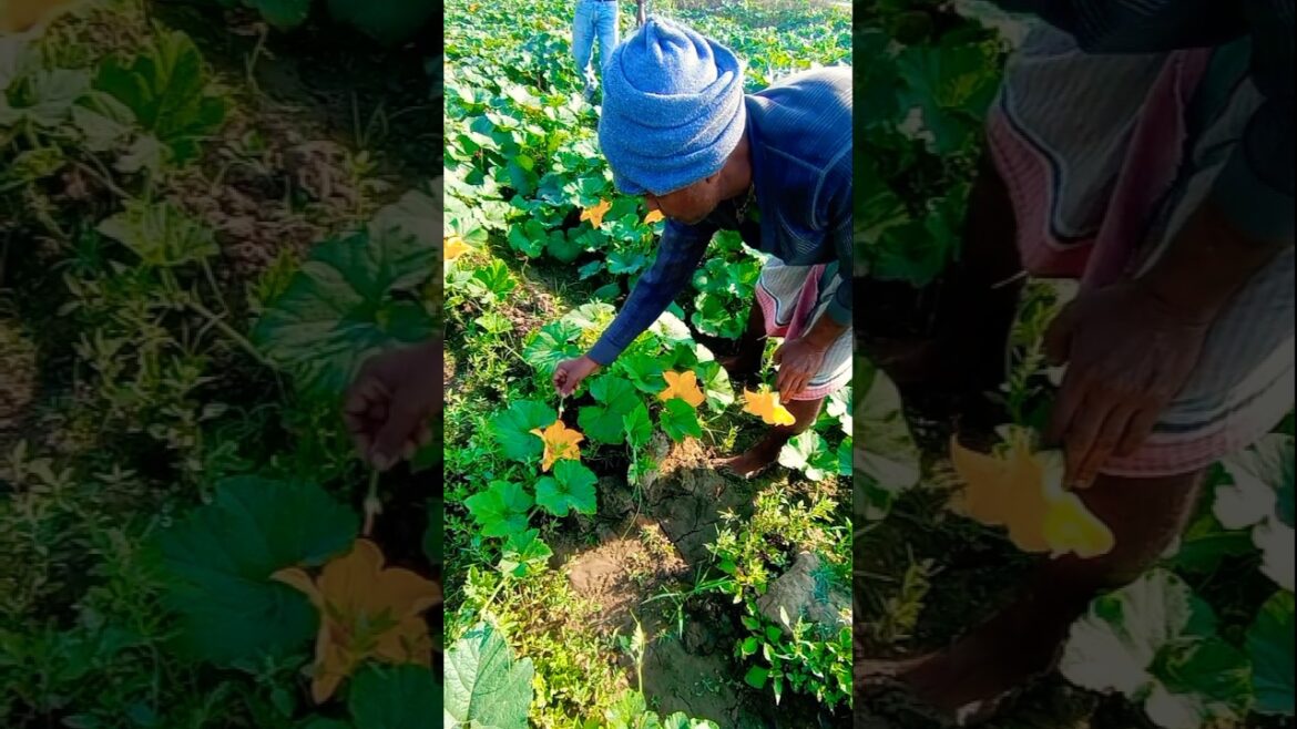 Boost Pumpkin Yield with Hand Pollination! 🎃🌼 #shorts