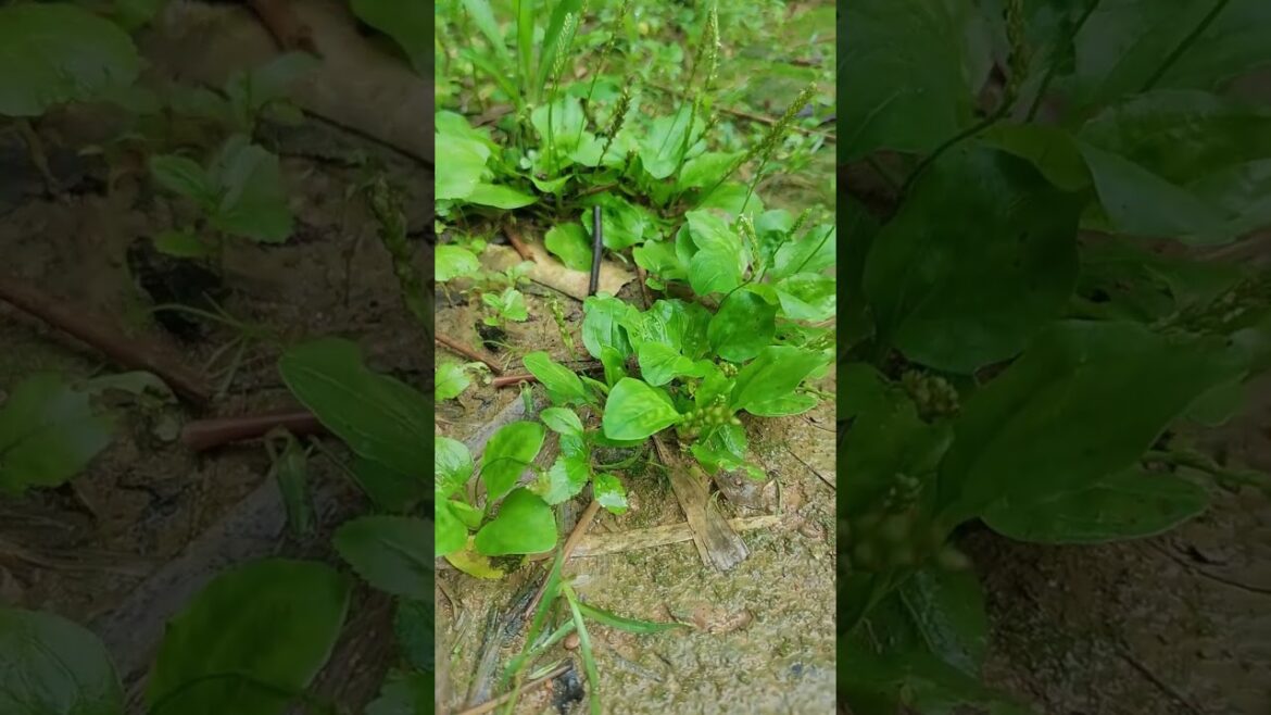 The magical effects of plantain#Three-Rural Issues# Rural Development#The Amazing Uses of Plantain.