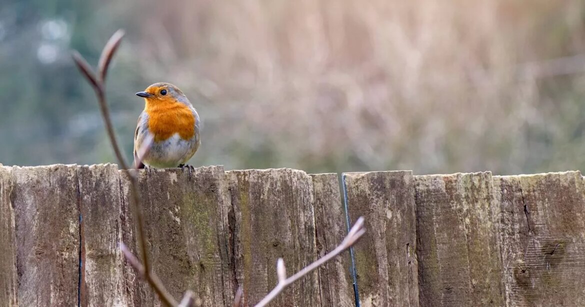 Gardeners told to sprinkle common spice in their garden this summer to help ‘frantic’ issue trust project logo