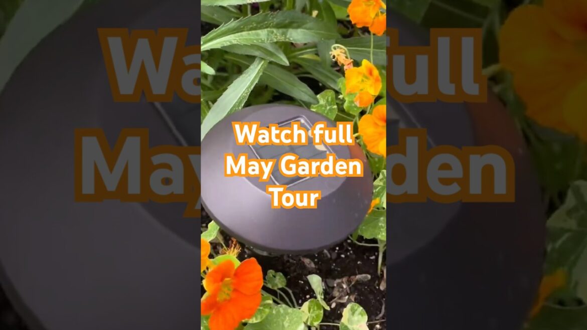 Growing Nasturtium Edible Easy-to-Grow #garden #raisedbedgardening #flowers #diygardening