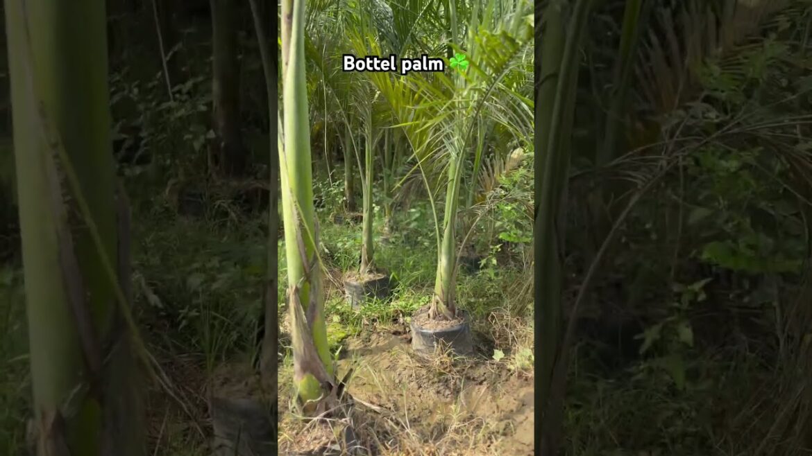 Bottel palm tree available@WorldPlantation.nursery #nursery #garden#plantsofindia #palmtree#supply