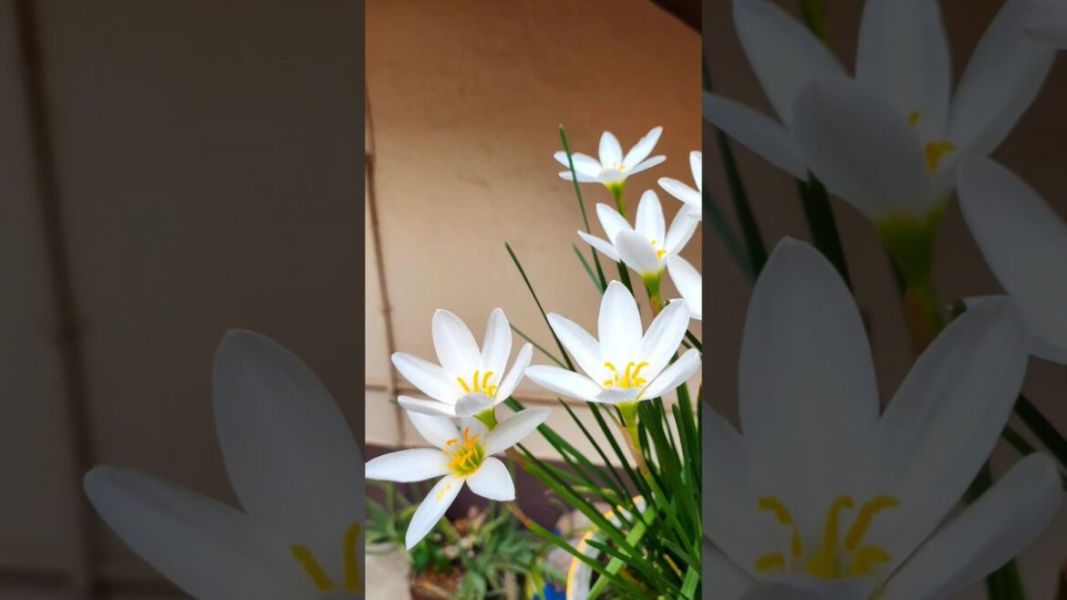 Flower Plants for home Garden #plants #garden #flowers Flower Plants for home Garden #plants #garden #flowers