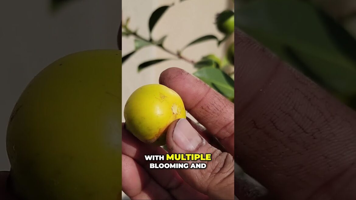 Why You Should Grow Yellow Strawberry Guava (Lemon Guava) 🍋 | Multiple Harvests a Year!