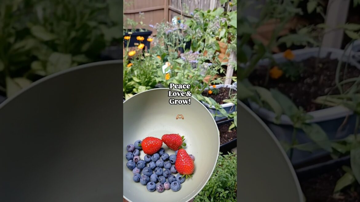 A Harvest is a Harvest! | Container Garden | Small Space Gardening