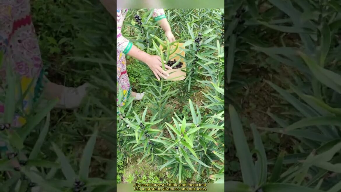 Lily seed harvest: Edible and medicinal, rich in protein, vitamins, and nutrients.